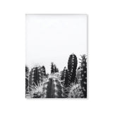 Póster cactus con fondo blanco