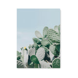 Póster plantas cactus