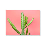Póster cactus con fondo rosa