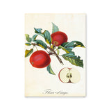 Póster dibujo manzanas