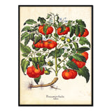 Póster dibujo tomates
