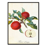Póster dibujo manzanas