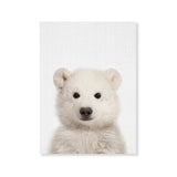 Póster oso polar color