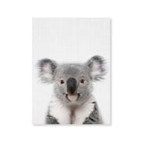Póster koala