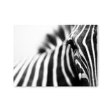 Póster detalle zebra