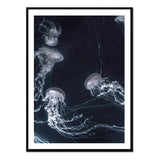 Póster medusas