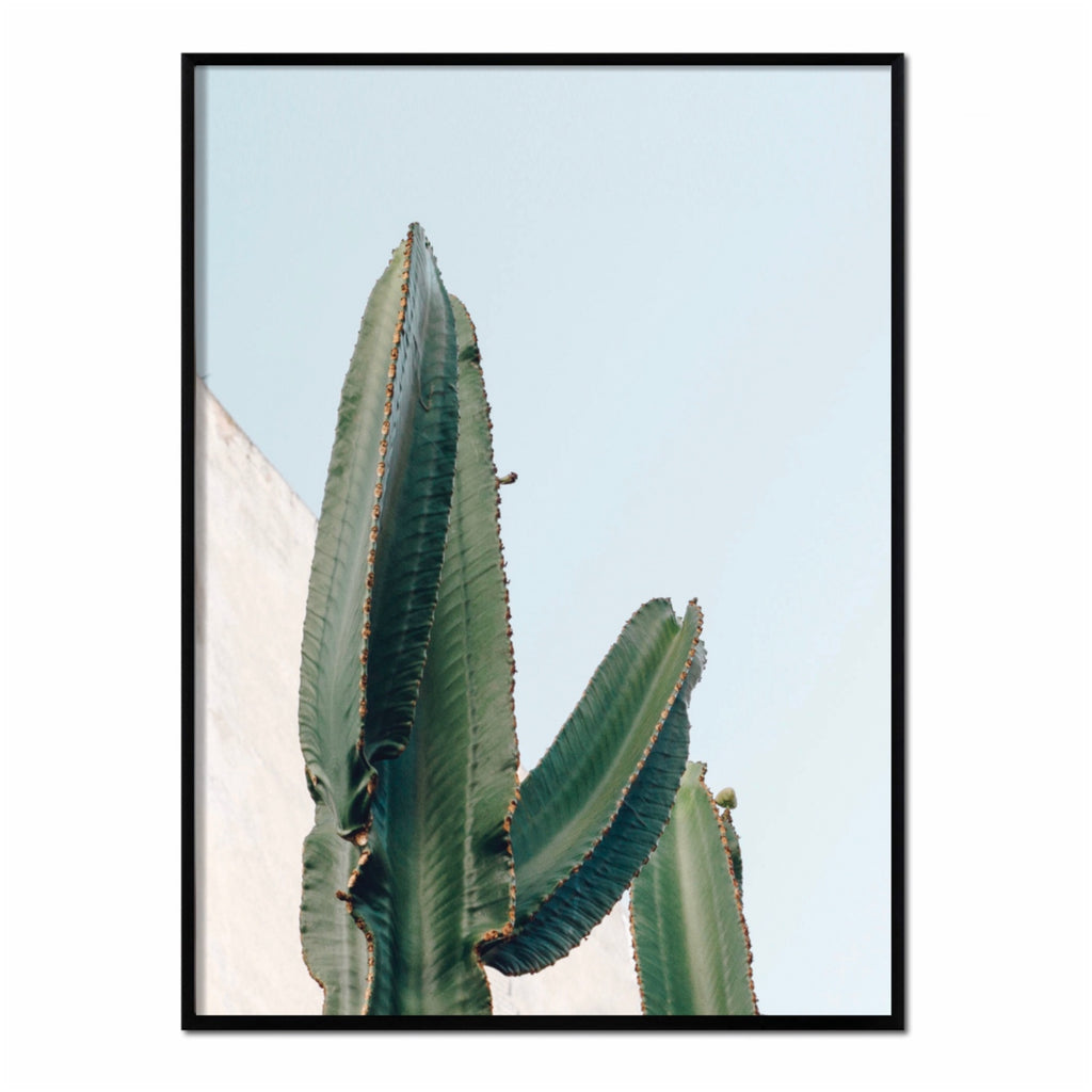 Póster cactus color