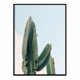 Póster cactus color