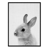 Póster conejo blanco y negro