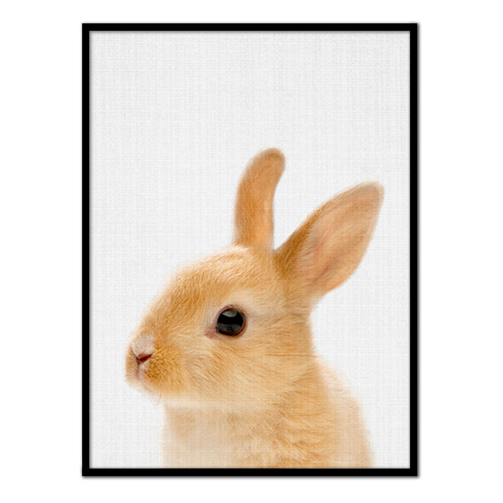 Póster conejo color