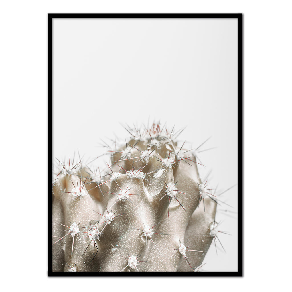 Póster detalle cactus