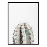 Póster cactus en el desierto