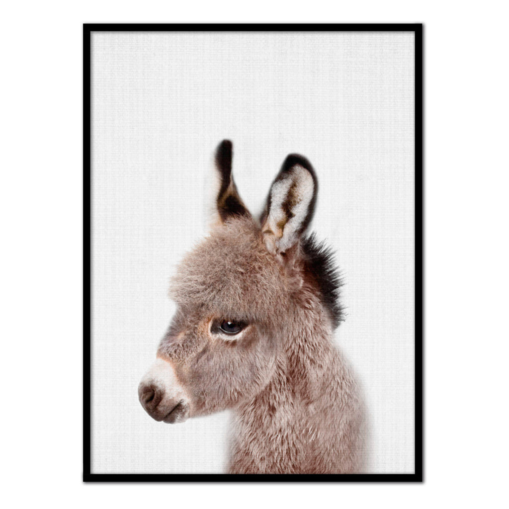 Póster burro color