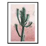 Póster cactus fondo rosa
