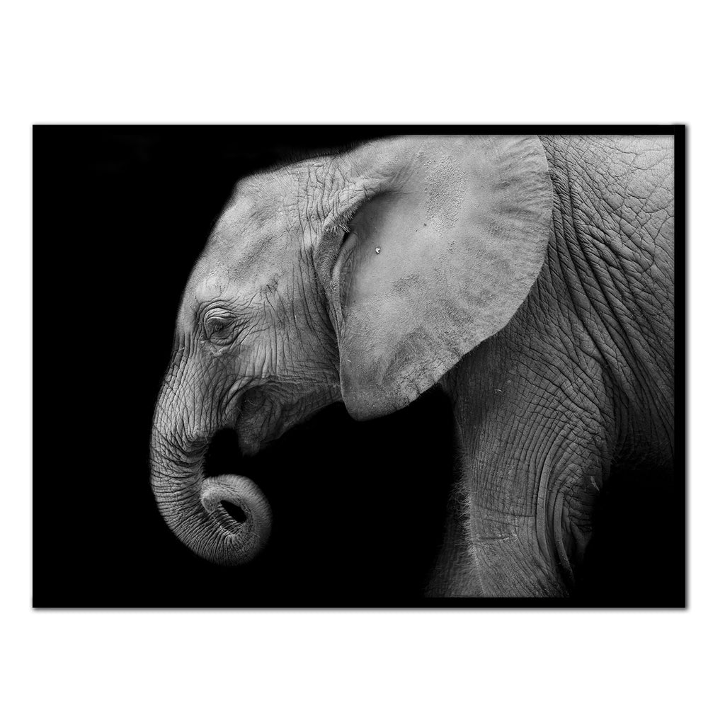 Póster elefante de perfil
