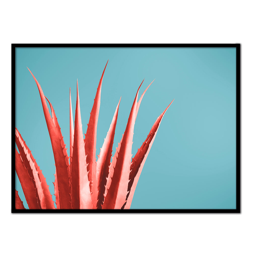 Póster aloe color coral