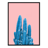 Póster cactus azul con fondo rosa