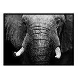 Elefante Primer Plano - Póster 50x70 con Marco Negro