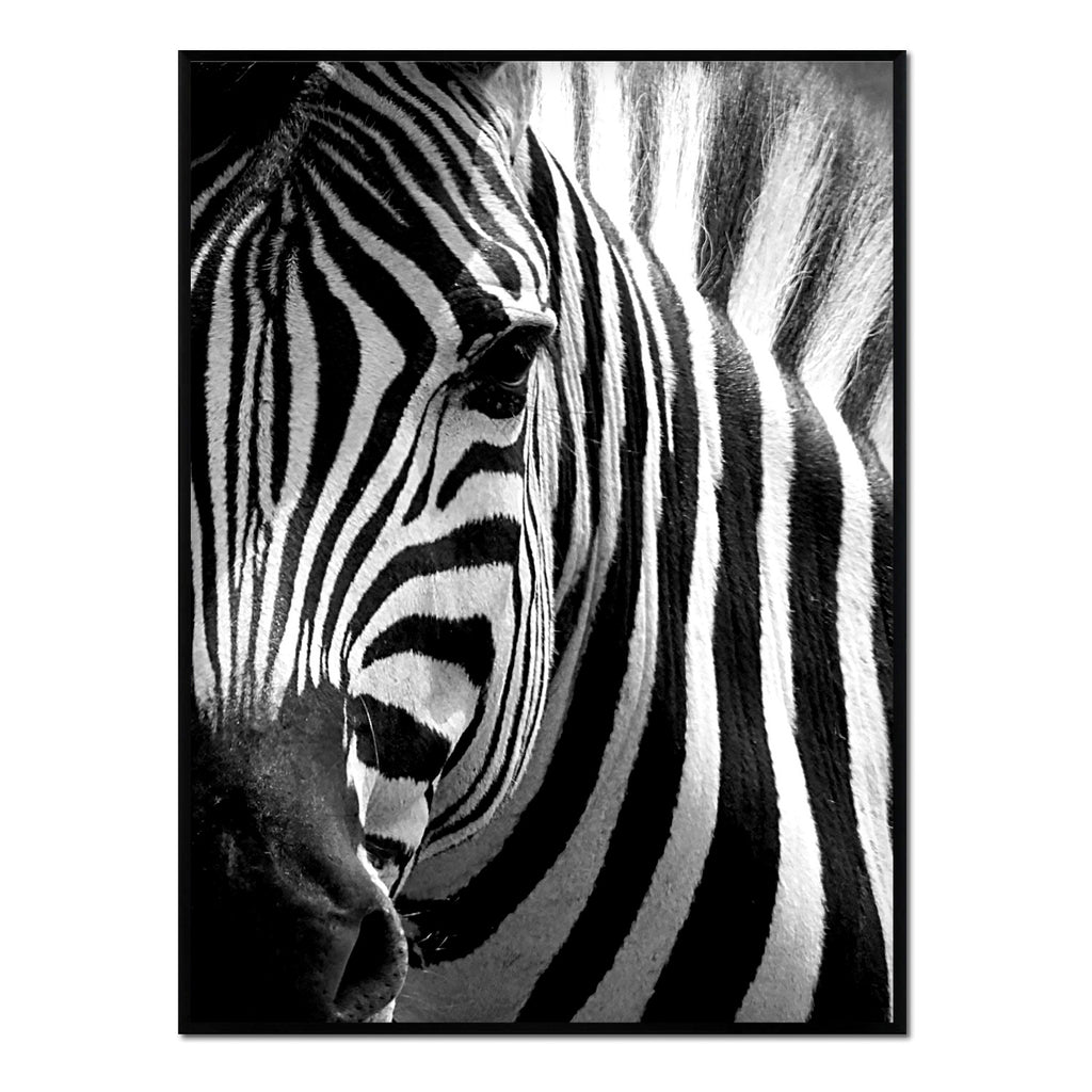 Póster detalle zebra