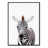 Póster zebra bebe